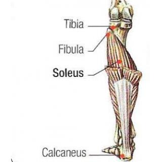 Những nguyên nhân khiến cơ chân bạn không phát triển