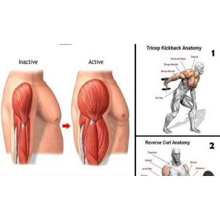 Cơ tam đầu là gì cách tập hiệu quả đơn giản