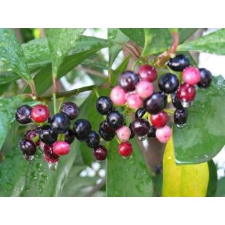 Tác dụng trị liệu của cây cơm nguội