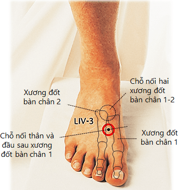 cach-bam-huyet-long-ban-chan-2