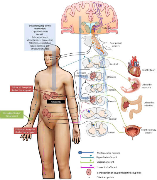 Huyet-tren-khuon-mat-o-nhung-vi-tri-nao