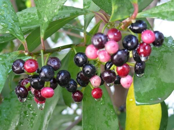 Tac-dung-tri-lieu-cua-cay-com-nguoi-1